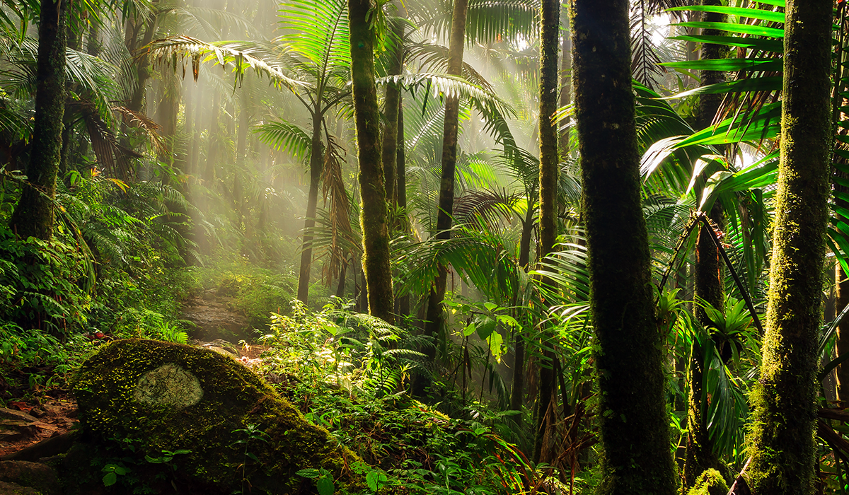 Why Are Tropical Rainforests Important 5025